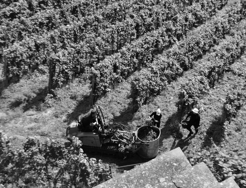 DSC_0095-1024x785 Fotografie 25